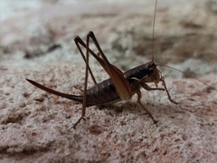 Pachytrachis gracilis