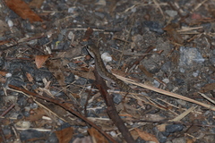 Diplodactylus vittatus