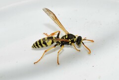 Polistes dominula