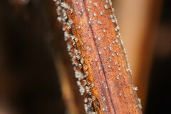 Hispidula dicksoniae