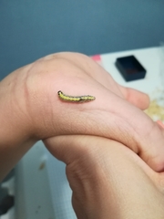 Evergestis extimalis