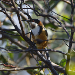 Acanthorhynchus tenuirostris