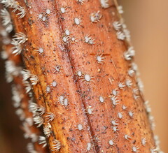 Hispidula dicksoniae