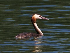 Podiceps cristatus