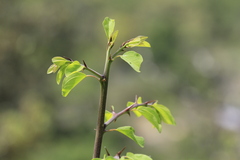 Paliurus spina-christi