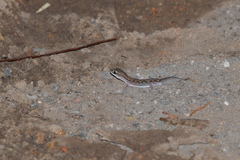 Diplodactylus vittatus