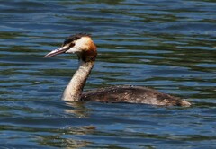 Podiceps cristatus
