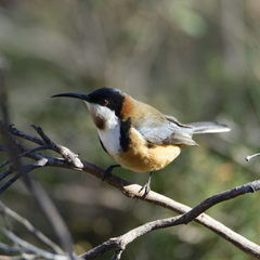 Acanthorhynchus tenuirostris