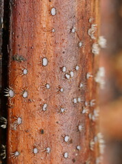 Hispidula dicksoniae