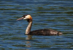 Podiceps cristatus