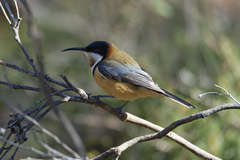 Acanthorhynchus tenuirostris