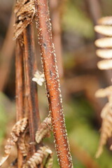 Hispidula dicksoniae