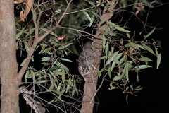 Petaurus norfolcensis