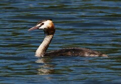 Podiceps cristatus