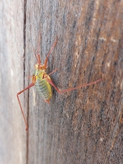 Barbitistes serricauda