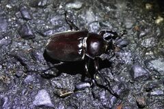 Trypoxylus dichotomus