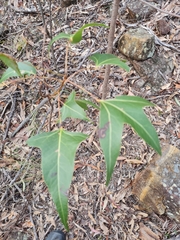 Brachychiton populneus