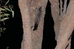 Petaurus norfolcensis