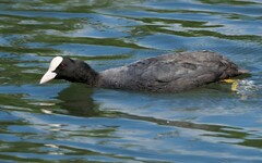 Fulica atra