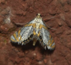 Nymphicula