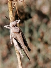 Acrotylus