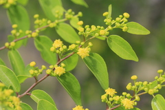 Paliurus spina-christi