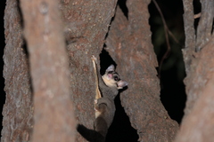 Petaurus norfolcensis