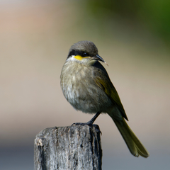 Gavicalis virescens