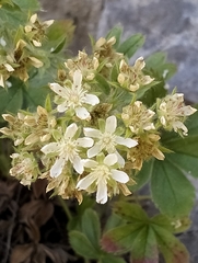 Potentilla caulescens