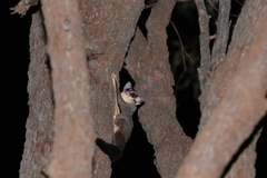 Petaurus norfolcensis