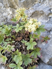 Potentilla caulescens