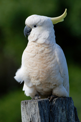 Cacatua galerita