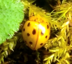 Cucujiformia