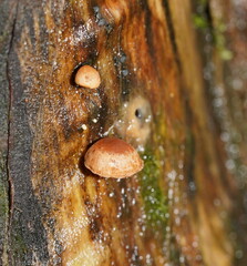 Deconica horizontalis