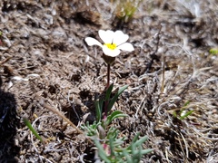 Thymophylla aurantiaca