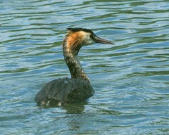Podiceps cristatus