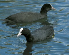 Fulica atra