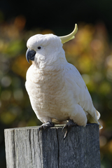 Cacatua galerita