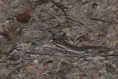 Diplodactylus vittatus