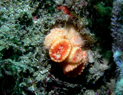 Australopsammia aurea