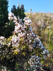 Amphithalea speciosa