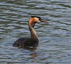 Podiceps cristatus