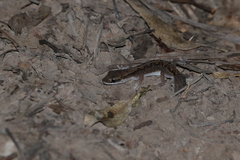 Diplodactylus vittatus