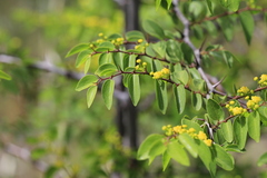 Paliurus spina-christi