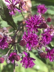 Vernonia