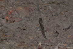 Diplodactylus vittatus