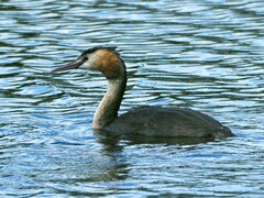 Podiceps cristatus