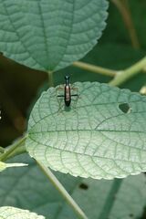 Neocollyris