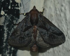 Phocoderma