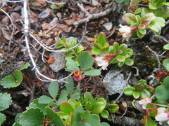 Vaccinium vitis-idaea